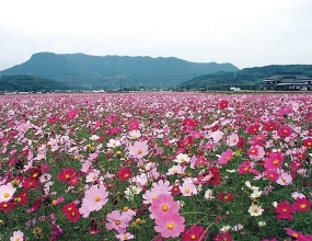 三光コスモス園